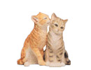 Catfigurines - Katzenfiguren - Statuettes de chat - Figuras de Gatos