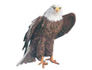 Birdfigurines - Vogelfiguren - Statuettes d'Oiseau - Figuras de P&aacute;jaro